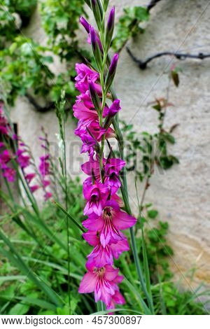 Byzantine Gladiolus (sword Lily)growing Under A Grape Vine In Dordogne, France