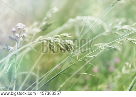 Nature Background With Wildgrass Under Sunlight. Selective And Soft Focus. Plant Background. Close U