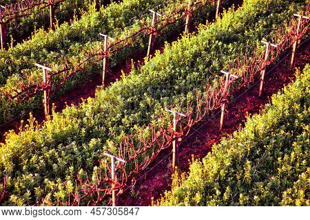 Napa, United States - February 17 2013 : An Aerial View Of Vine Yard Fields In Napa During A Hot Air