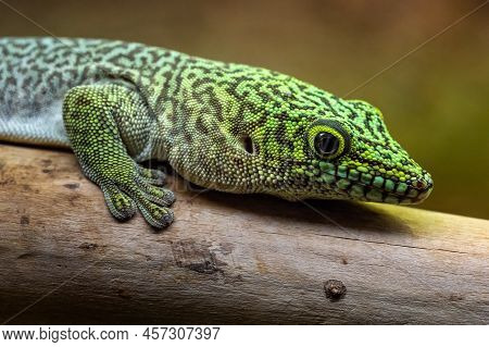 Standing's Day Gecko On Branch, Phelsuma Standingi