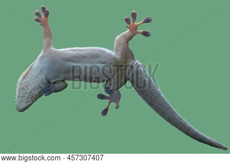 Bottom View Of A Gecko. Standing's Day Gecko, Phelsuma Standingi