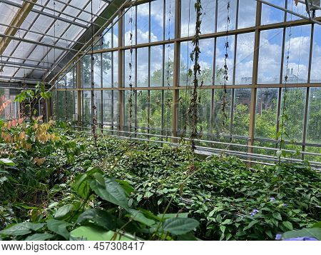 Different Beautiful Plants Growing In Greenhouse On Sunny Day