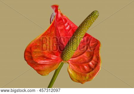 Red Anthurium Leaf With Flower Macro