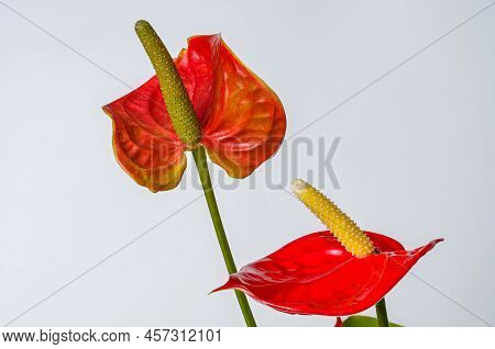 Red Anthurium Leaf With Flower Macro