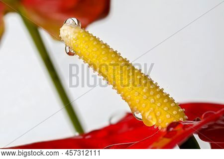 Red Anthurium Leaf With Flower Water Drops Macro