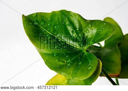 Water Drops On An Anthurium Leaf