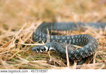 Close Up Of Grass Snake In The Pine Forest