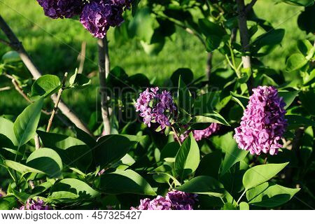 Blooming Lilac On A Sunny Day. Pearly June Beetle On Foliage