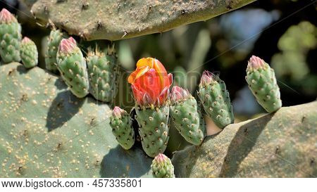 Beautiful Closeup Flower Of Plant Opuntia Tomentosa Also Known As Velvet Opuntial, Tree Pear, Woolly