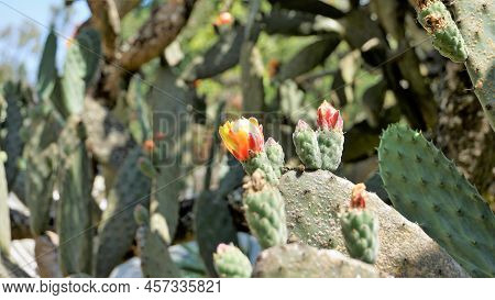 Beautiful Closeup Flower Of Plant Opuntia Tomentosa Also Known As Velvet Opuntial, Tree Pear, Woolly