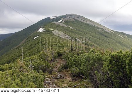 Evergreen Pines, Yellow Moss And Lichen, Fungus On The Stones In The Mountains. View Around Great Sy