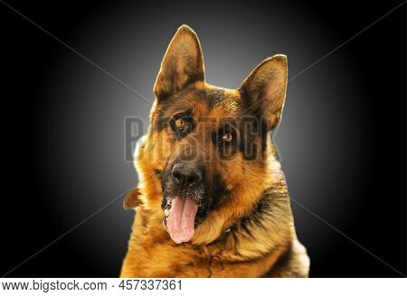 A Dog With Heterochromia Licks Itself On The Nose