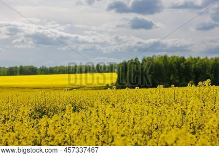 Yellow Rapseed Field At Daylight With Green Trees Groves In The Background, Telephoto Shot With Sele