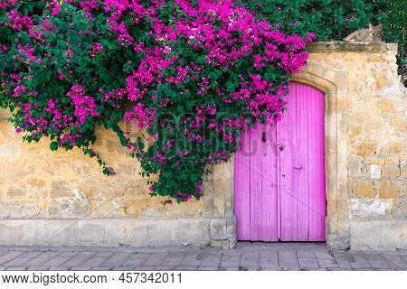 Pink Bougainvillea Flowers, Old Wooden Door And Resting Cat On Stone Wall In Cyprus