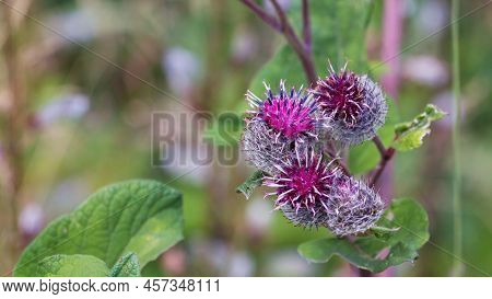 Arctium Lappa, Commonly Called Greater Burdock, Edible Burdock, Lappa, Beggar's Buttons Or Happy Maj