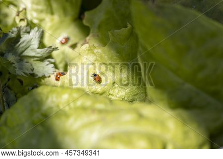 Spinach Leaf With A Red And Black Spooted Ladybug On A Spring Day