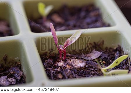 Garden Sprouting Planters With Small Swiis Chard Plants
