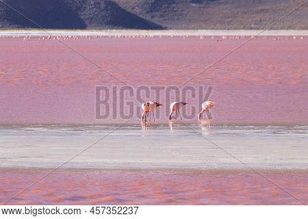 Laguna Colorada Flamingos, Bolivia