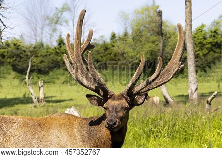The Elk (cervus Canadensis), Also Known As The Wapiti, A Large Elk - Wapiti With Huge Antlers In Vel