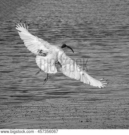 An Ibis In Flight Over Blue Water Showing Its Wing Span