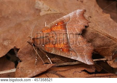 Detailed Closeup On A Colorful Fresh Emerged Herald Moth, Scoliopteryx Libatrix Sitting On Dried Lea