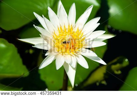 Yellow And White Lotus, Clost Up, Bees Are Coming To Swarm The Flowers.