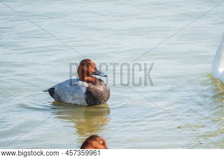 Beautiful Duck With Orange Head, Common Pochard Male, Aythya Ferina, Standing On A Lake Shore. The C