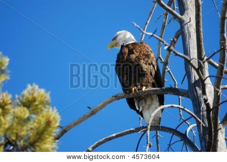 Aquila calva