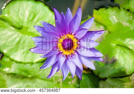 A Purple-yellow Lotus, Photographed Close Up From Above, The Background Is Green Lotus Leaves And Wa