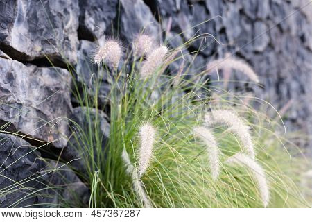 Closeup Blurred Shot Of Fluffy Grass Ears In Front Of Black Stone Wall. Natural Background.