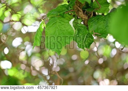 Corksrew Hazelnut Branche Against A Blurred Background
