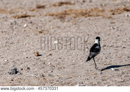 A Blacksmith Lapwing Walking On The Plains Of Etosha. Etosha National Park, Namibia.