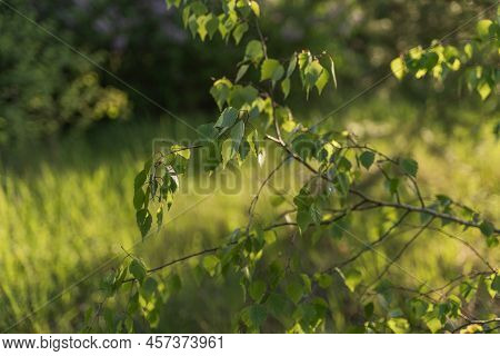 Birch Tree Branches With Young Green Leaves In A Forest. Nature Spring Background.