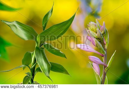Lucky Bamboo And Funkia Hosta