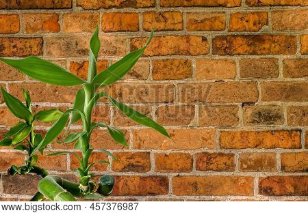 Lucky Bamboo On The Background Of A Brick Wall