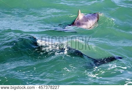 Dolphins Swimming And Playing In The Atlantic Ocean Near The Coastline Of The Fynbos Coast In Gansba