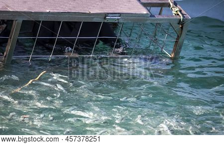 Person Holding On To A Shark Cage In The Famous Shark Alley In Gansbaai In The Country Of South Afri