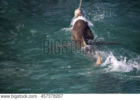 Bronze Shark Taking The Bait Thrown From A Shark Watching Boat In Gansbaai South Africa.