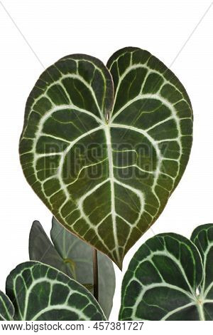 Beautiful Leaf Of Tropical Houseplant With Botanic Name 'anthurium Clarinervium' With Lace Pattern O