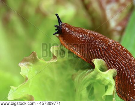 Spanish Slug In The Garden On A Lettuce Leaf, Close Up Of Crawling Snail On Salad