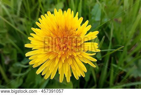 A Pretty Yellow Dandelion Flower In The Middle Of The Fields