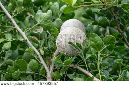 Close Up Selective Focused Limonia Acidissima Or Wood Apple On The Tree With Leaves