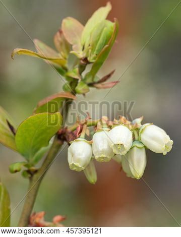 Close Up Image Of Blossom Of Blueberry (vaccinium Myrtillus)