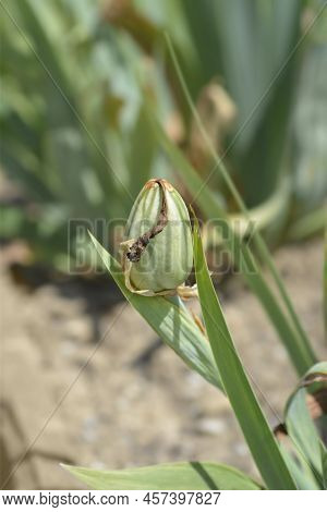 Intermediate Bearded Iris Bering Sea Fruit In The Garden