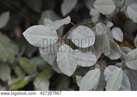 Ebbinges Silverberry Branch With Leaves In The Summer