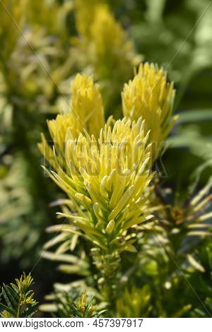 Korean Gold Plum Yew In The Summer