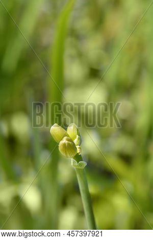Daylily Elaine Strutt Flower Buds In The Garden