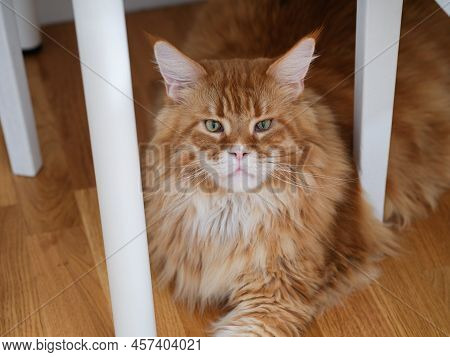 A Red Maine Coon Cat Lying Under A Table. Close Up