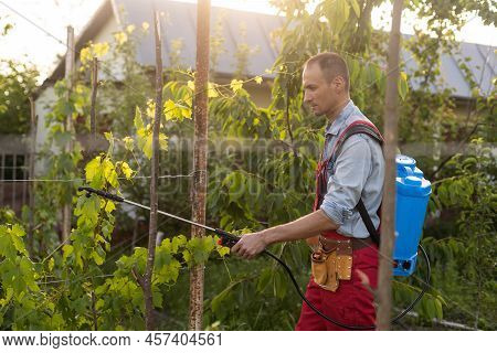 Man Spraying A Vineyard. Man Spraying Chemicals On Grapes In Vineyard