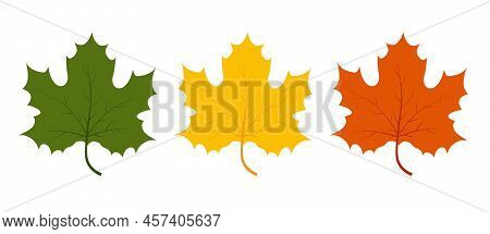 Various Autumn Maple Leaves On White Background. Vector Illustration Autumn Fallen Leaves. Leaf In R